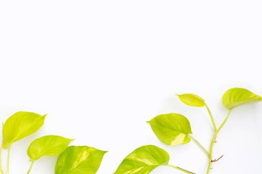 Altın tutamlar ya da beyaz arkaplanda şeytan sarmaşığı yaprakları.