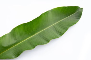 Beyaz arkaplanda Heliconia yaprağı.