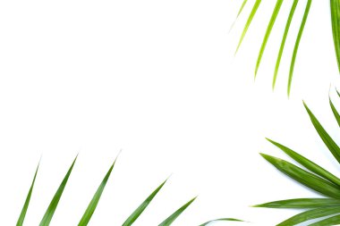 Beyaz arkaplanda palmiye yaprakları.