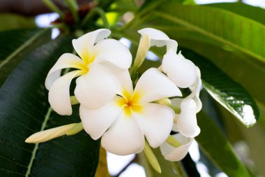 Plumeria or frangipani flower. Tropical tree