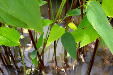 Timsah Bayrağı, Su Kaynağı (Thalia geniculata L.)