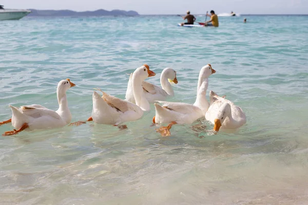 Gäss Som Simmar Havet Stranden Tien Koh Larn Pattaya Thailand — Stockfoto