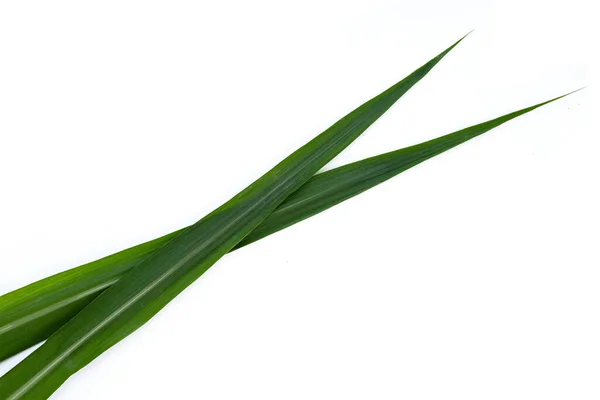 Sugar Cane Leaves White Background — Stock Photo, Image