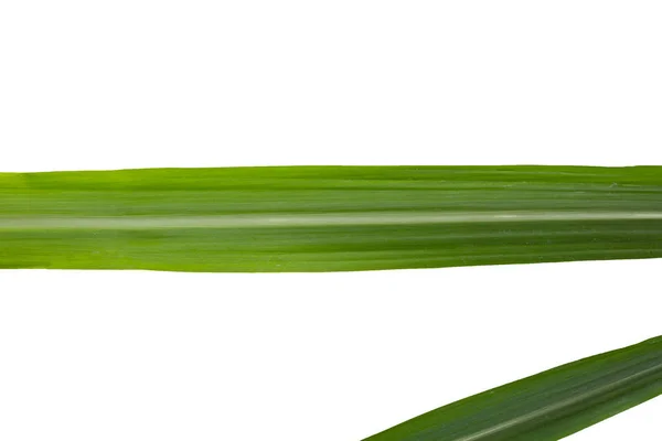 Sugar Cane Leaves White Background — Stock Photo, Image