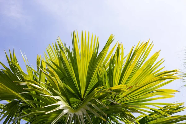 Palmier Avec Ciel Bleu — Photo