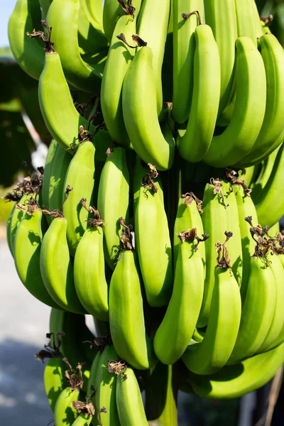 Młody Zielony Owoc Banana Drzewie Bananowym — Zdjęcie stockowe