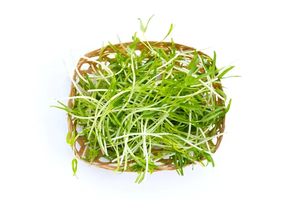 Water Spinach Sprouts Organic Vegetables Obrazek Stockowy