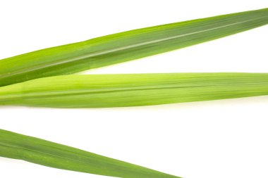 Beyaz arkaplanda şeker kamışı yaprakları.