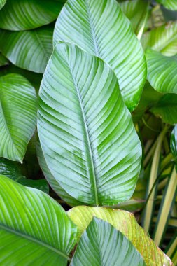 Green leaves of Calathea (Aublet) G. Meyer