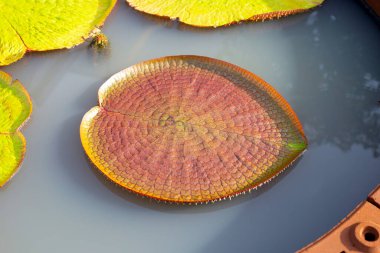 Leaves of Victoria or giant waterlily