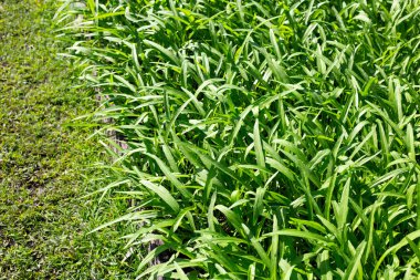 Sebze tarlasında su kıvrımları