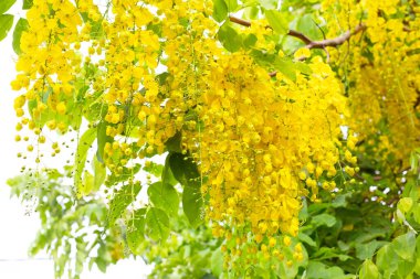 Cassia Fistül çiçek ağaç üzerinde