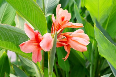 Bahçede yeşil yaprakları olan güzel bir çiçek.