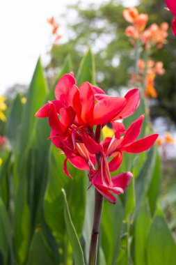 Beautiful canna flower with green leaves in the garden