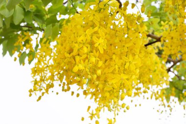 Cassia Fistül çiçek ağaç üzerinde