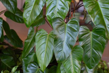 Philodendron majesty, beautiful black leaves