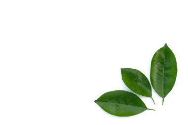 Citrus beyaz arkaplanda yapraklar bırakır. Üst görünüm