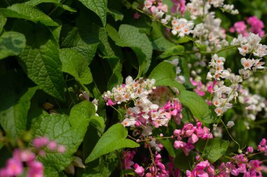 Meksikalı sürüngen, aşk zinciri çiçek, mercan asması.