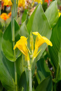 Beautiful canna flower with green leaves in the garden