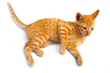 Küçük turuncu kedi beyaz arka planı izole etti.