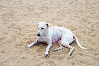 A dog relaxing on the beach. Pattaya, Thailand.