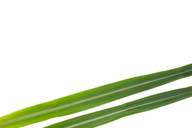 Beyaz arkaplanda şeker kamışı yaprakları.