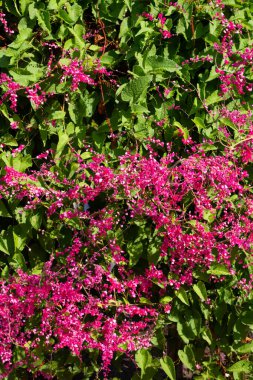 Meksikalı sürüngen, aşk zinciri, mercan sarmaşığı. Pembe çiçek