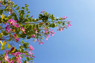 Bauhinia purpurea tree with pink flower