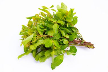 Brezilya biber ağacı yaprakları beyaz arkaplanda.