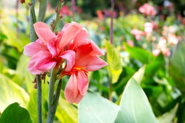 Bahçede yeşil yaprakları olan güzel pembe bir çiçek.