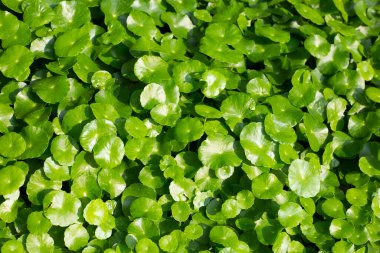 Taze yeşil centella asiatica yaprakları