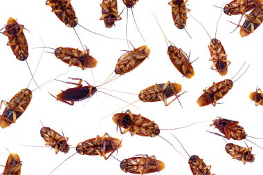 Beyaz arka planda bir grup ölü hamamböceği