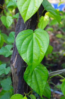 Bahçede yeşil betel yaprakları