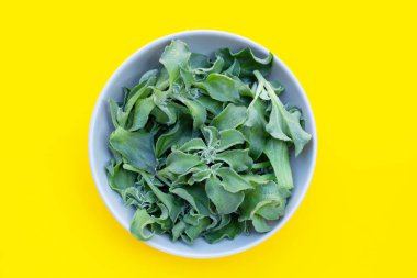 Crystal ice plant on yellow background.