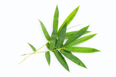 Bambu yaprağı. Beyaz arkaplanda taze yeşil yapraklar.