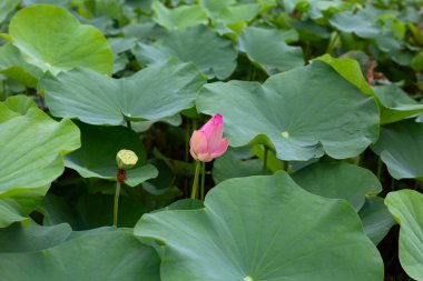 Beautiful blooming pink lotus flower with green leaves