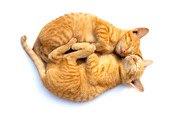 Маленькие Кошки Спят Белом Фоне — стоковое фото