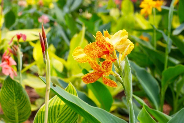 Beautiful Canna Flower Green Leaves Garden — Stockfoto