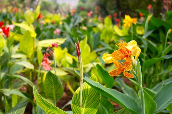 Beautiful Canna Flower Green Leaves Garden — Stock Photo, Image