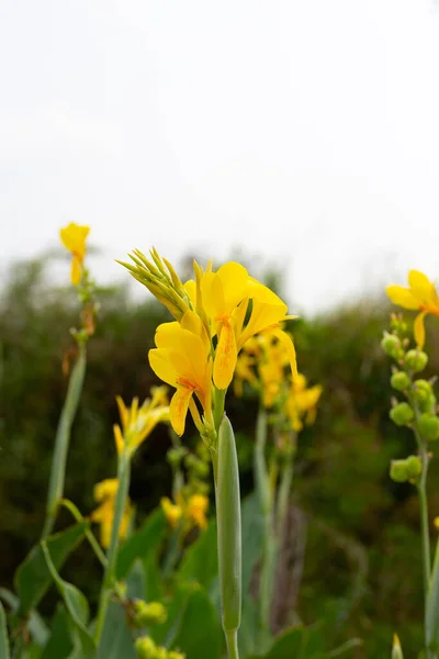 Piękny Kwiat Canna Zielonymi Liśćmi Ogrodzie — Zdjęcie stockowe