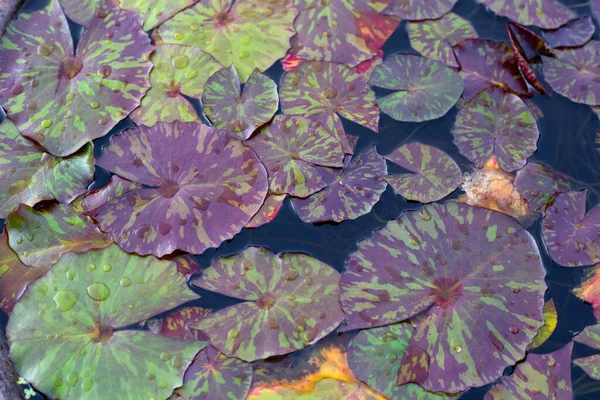 Beautiful Leavs Lotus Flower — Stockfoto