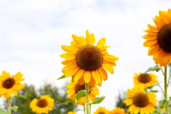 Sonnenblumenfeld Schöne Sommerlandschaft — Stockfoto