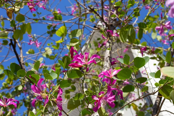 stock image Bauhinia purpurea tree with pink flower