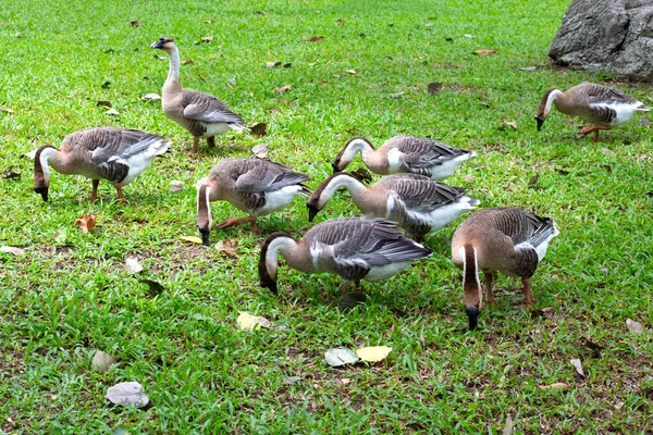 Flock Gäss Grönt Gräs Parken — Stockfoto