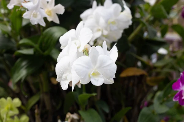 Vacker Vit Orkidé Blomma Trädgården — Stockfoto