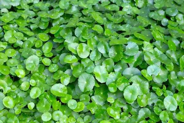 Свіжий Зелений Центелла Азіка Листя — стокове фото