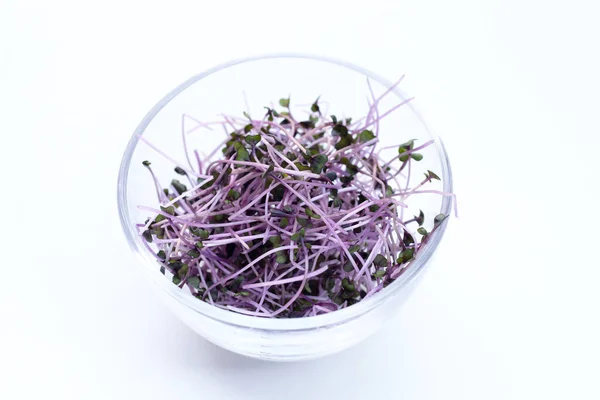 stock image Organic red cabbage sprouts on white background.