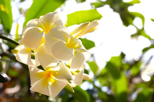 Plumeria Frangipani Flower Tropical Tree — 图库照片