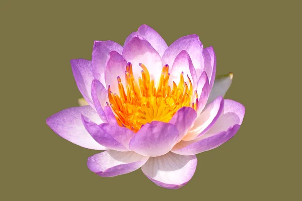 Schöne Rosa Seerose Lotusblume Auf Trostlosem Grünem Hintergrund — Stockfoto