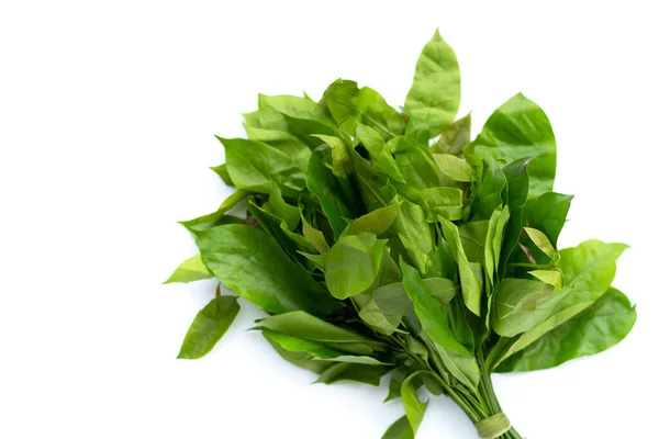 Stock image Baegu or Melinjo leaves on white background.